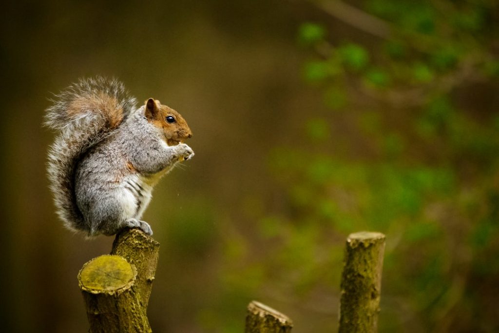 Lexington Wildlife Removal