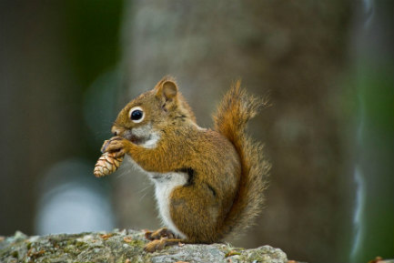 Orlando Squirrel Removal