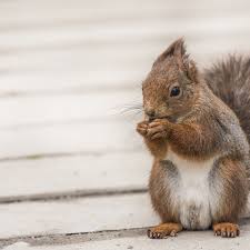 Squirrel Removal