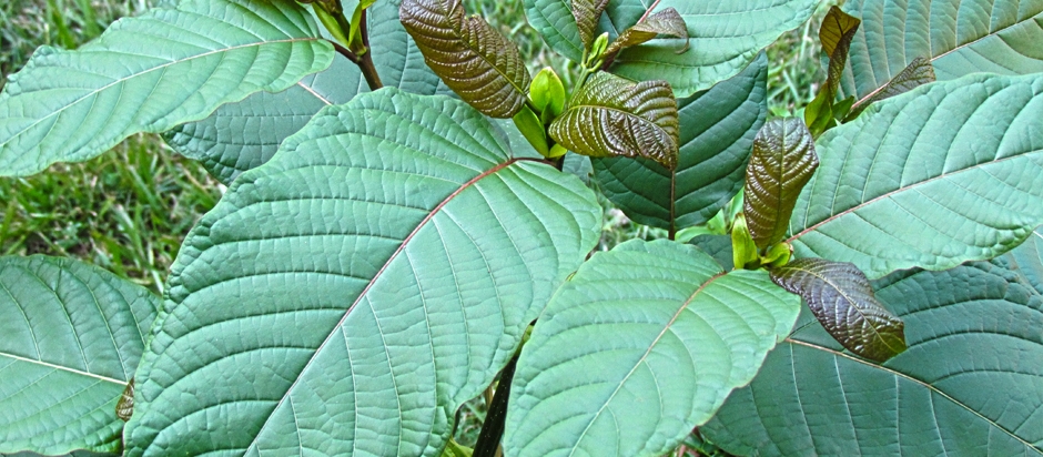 Kratom